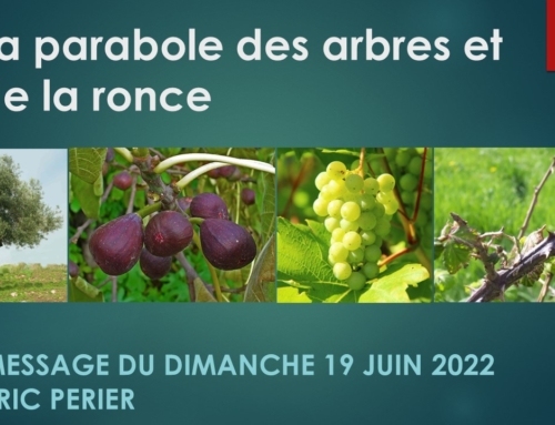 “Parabole des arbres et de la ronce” – Message du dimanche 19 juin 2022